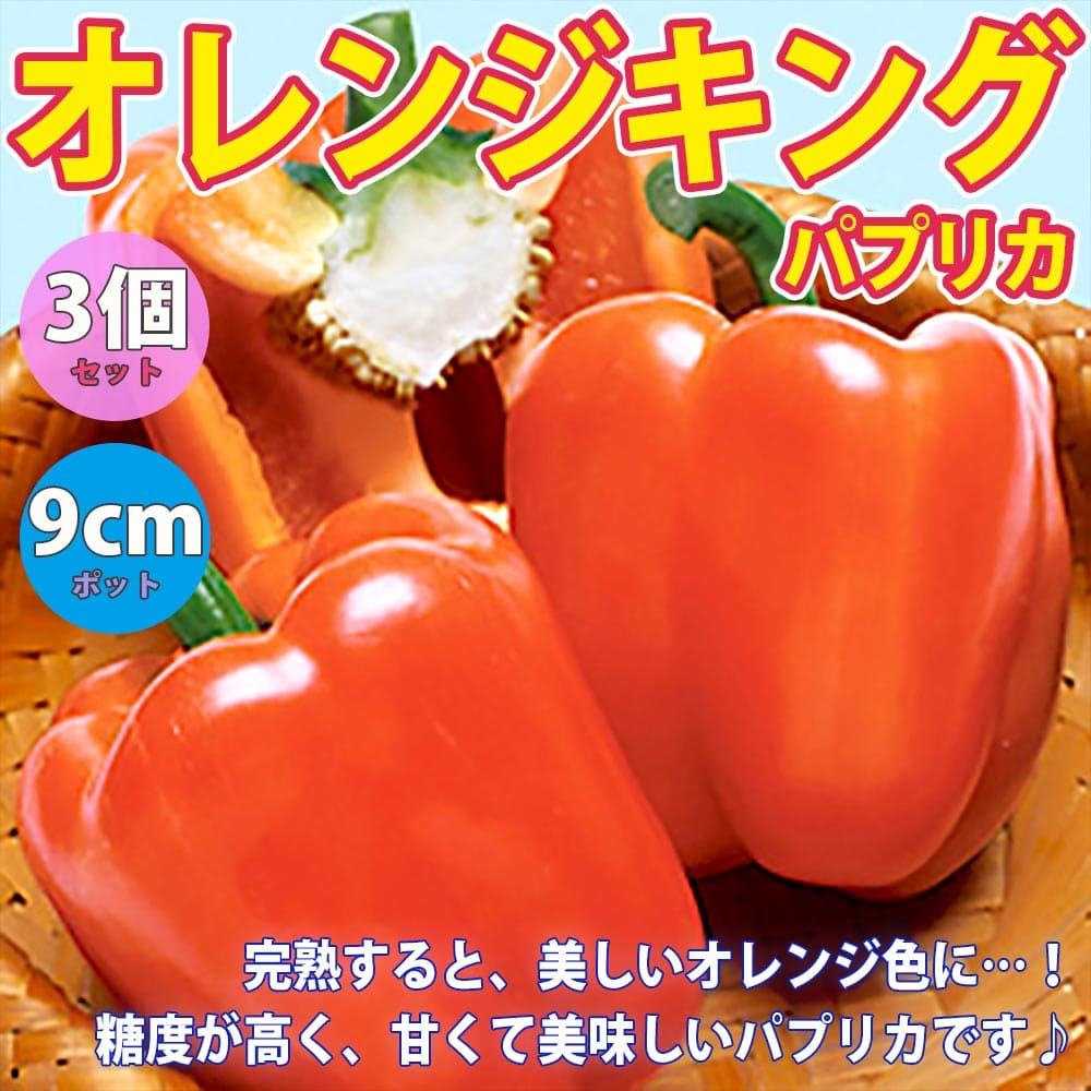 ̵ۥѥץꥫ(󥸥󥰼) 9cmݥå/3ĥåȡۤѤפ꤫ ԡޥ ԡޤ ϪϺ   ѥץꥫ green pepper papurika