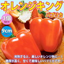 ITANSE パプリカ オレンジ ( オレンジキング自根苗 ) 野菜 自根苗9cmポット 3個セット ぱぷりか ピーマン苗 ぴーまん苗 露地栽培 春野菜 夏野菜 パプリカ green pepper papurika 送料無料 即納