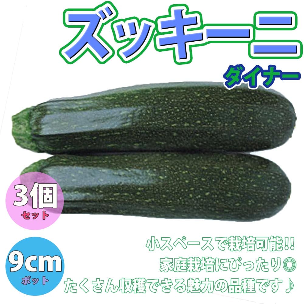 楽天植物販売のITANSE楽天市場店【送料無料】ズッキーニ ダイナー【野菜苗9cmポット/3個セット】ベランダ 露地栽培 ベランダ菜園 ウリ科 カボチャ属 zucchini 果菜 キュウリ きゅうり 料理 レシピ ハウス栽培 かぼちゃ