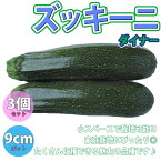 【送料無料】ズッキーニ ダイナー【野菜苗9cmポット/3個セット】ベランダ 露地栽培 ベランダ菜園 ウリ科 カボチャ属 zucchini 果菜 キュウリ きゅうり 料理 レシピ ハウス栽培 かぼちゃ