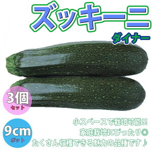 ̵ۥå ʡ9cmݥå/3ĥåȡۥ٥ ϪϺ ٥ڱ  ܥ° zucchini ̺ 奦 夦  쥷 ϥ ܤ