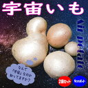 宇宙芋 苗の商品画像