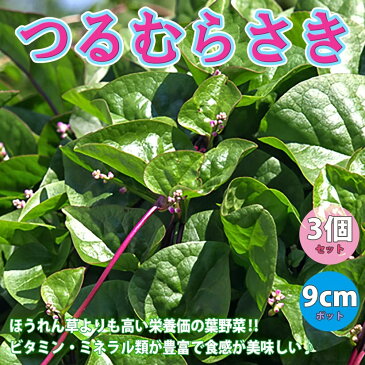 【送料無料・即出荷】つるむらさき(赤茎・青茎見計い混合)【野菜苗9cmポット/3個セット】ベランダ 露地栽培 ベランダ菜園 料理 レシピ モロヘイヤ ほうれん草 蔓紫 ツルムラサキ ツルムラサキ科