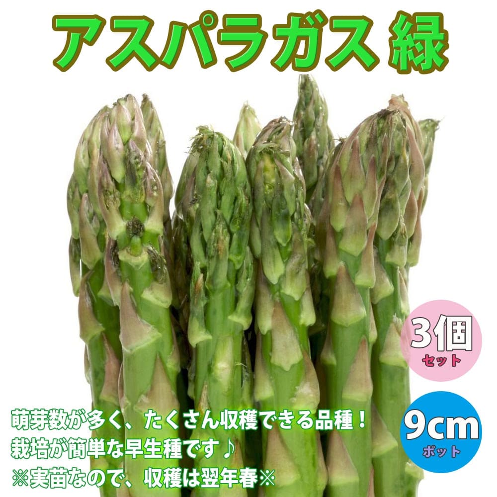 【送料無料】アスパラガス緑(品種:ウェルカム)実生苗【野菜 実生苗9cmポット/3個セット】野菜苗 あすぱらがす ベランダ Asparagus キジカクシ科 クサスギカズラ属 多収穫品種 露地植え