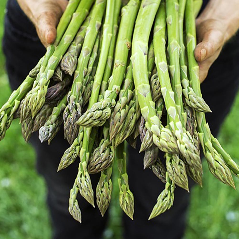 農園 天然 収穫 春野菜 夏野菜 秋野菜 冬野菜 初心者 料理 レシピ ハウス栽培 Sale 73 Off 多収穫ガーデニング 家庭菜園 簡単栽培 露地植え アスパラガス緑 実生苗 品種 ウェルカム 庭植え 野菜苗 多収穫品種 キジカクシ科 あすぱらがす プランター ベランダ 鉢植え