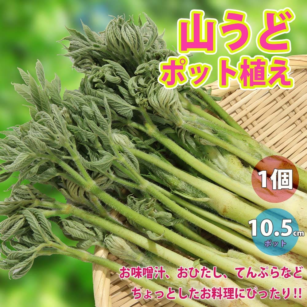 【送料無料】山うどの苗ポット植え10.5cm深ポット1個売り(うど作り名人の農家さんが作ったうどの苗です。野菜用深型プランターなどに植えて頂くと春に収穫可能 )【山菜ポット苗/即出荷】