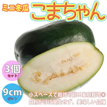 【送料無料・即出荷】ミニ冬瓜(とうがん)(品種:F1こまちゃん)【野菜苗9cmポット/3個セット】ベランダ 露地栽培 ベランダ菜園 ウリ科 氈瓜 加茂瓜 賀茂瓜 カモリ シブイ トウガ ハウス栽培 冬瓜苗