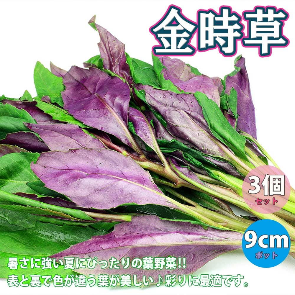 【送料無料】金時草(きんじそう・水前寺菜)【野菜苗9cmポッ