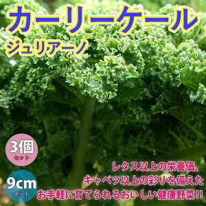 カーリーケール ジュリアーノの苗【野菜苗9cmポット/3個セット】1月から3月が植え時 ケール苗 けーる苗 春野菜 夏野菜 プランター ベランダ 家庭菜園 春植え 簡単 栽培 ケール けーる キャベツ 青汁 天ぷら 高い 栄養価 Kale サラダ スムージー ブロッコリー キャベツ