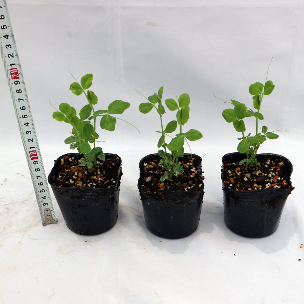 秋冬に育てられる野菜おすすめ12選 家庭菜園初心者向けな育てやすい野菜はコレ 暮らし の