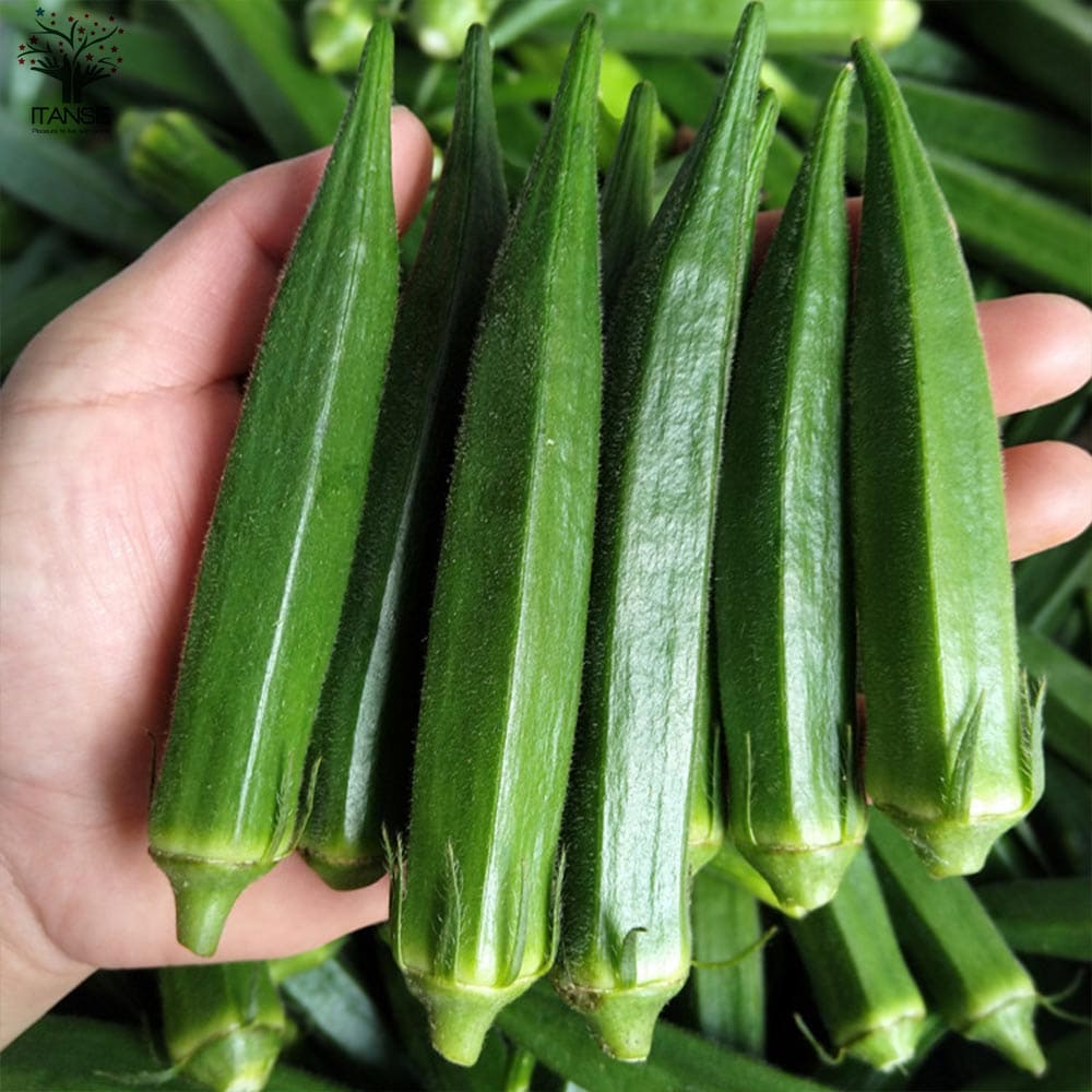 人気 野菜苗 初心者 料理 レシピ ハウス栽培 多収穫 あす楽 ガーデニング 家庭菜園 簡単栽培 鉢植え 庭植え プランター ベランダ栽培 畑仕事 Okura オクラの苗 新鮮 農園 Okra 露地栽培 独特な 天然 すずなり5角オクラ おくら苗 ベランダ菜園 旬 ベランダ 夏野菜 夏植え