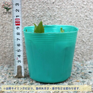 【送料無料】 キクイモ【野菜の苗 9〜10.5cmポット苗 芽出し苗/1個売り】菊芋 きくいも キクイモ 菊芋の苗 きくいもの苗 菊芋苗 きくいも苗 アメリカイモ ブタイモ サンチョーク エルサレムアーティチョーク?
