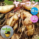 【P2倍★マラソン期間中】健康野菜の苗 ヤーコンの苗【野菜の苗 3.5号ポット /お買い得2個セット】ヤーコン苗 アンデスポテト やーこん yacon 健康野菜...
