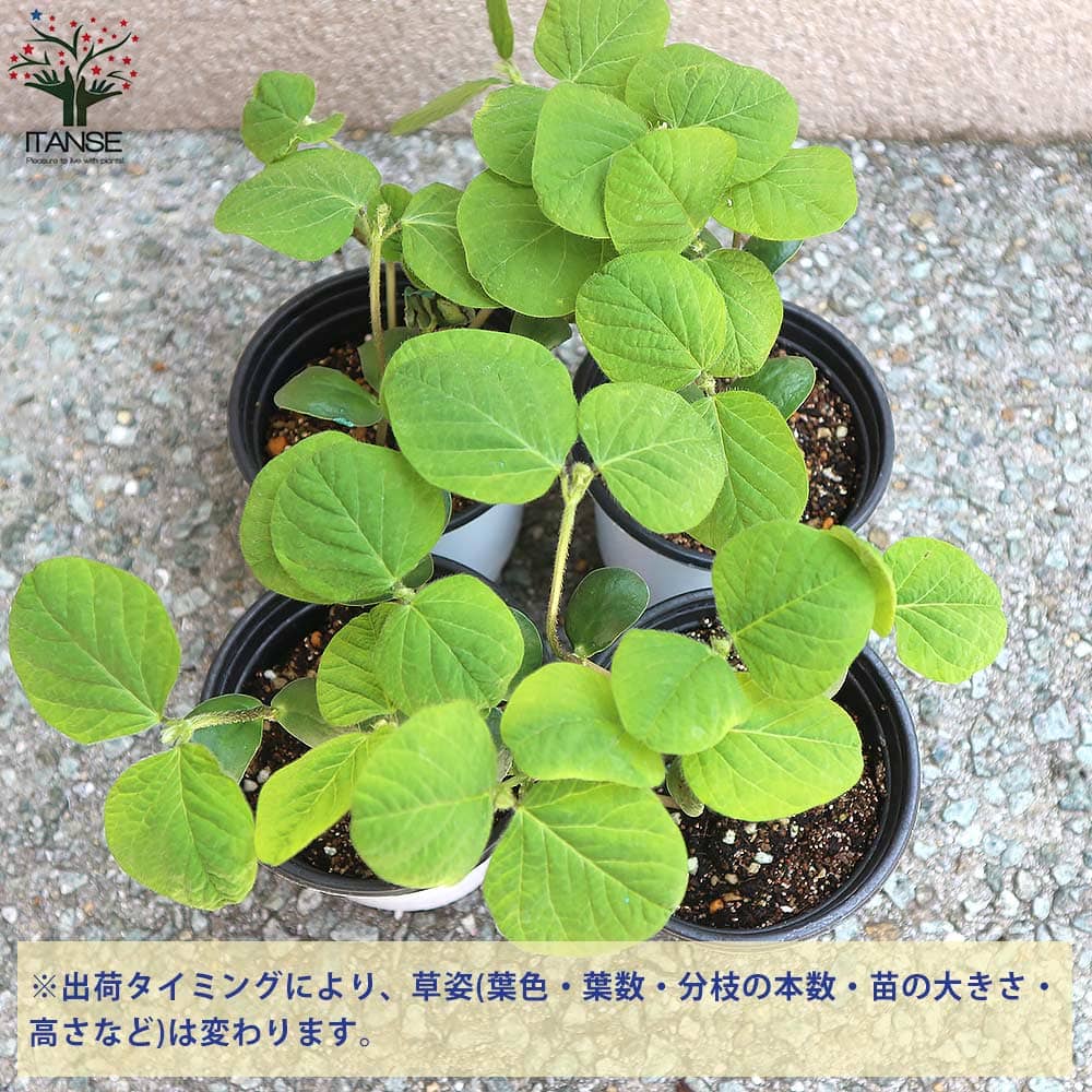 人気 野菜苗 初心者 国内正規品 料理 レシピ ハウス栽培 多収穫 あす楽 ガーデニング 家庭菜園 簡単栽培 大豆 豆類 極旨大粒枝豆 庭植え プランター 枝豆苗 えだまめの苗 えだ豆の苗 枝豆の苗 極早生で多収穫 鉢植え