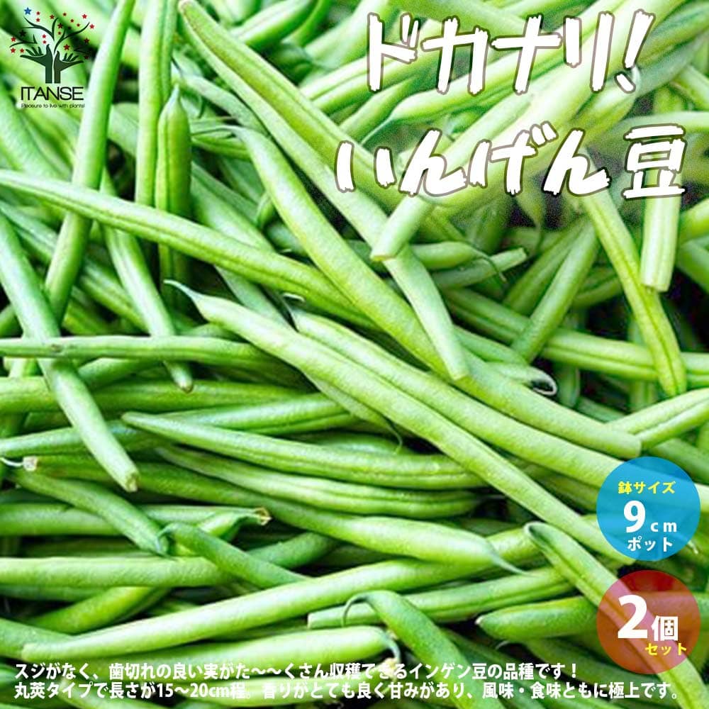 人気 野菜苗 初心者 料理 レシピ ハウス栽培 多収穫 あす楽 ガーデニング グランドセール ドカリナいんげん豆 インゲン 庭植え 簡単栽培 家庭菜園 プランター 大豆 豆類 鉢植え