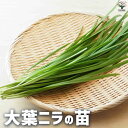 【マラソン期間★ポイント5倍】大葉ニラ 野菜の苗 3号ポット 古美良 フタモジ 栽培 庭園 菜園 庭 趣味 送料無料 即納