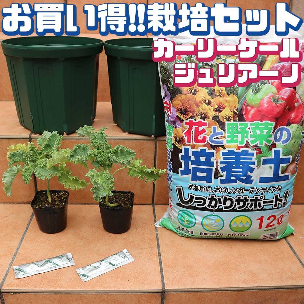 【マラソン中★ポイントUP】カーリーケール お買い得！栽培セット【野菜の苗 9cmポット苗 ／お買い得2個セット】栽培セット スターターセット 栽培キット このまま栽培セット 野菜苗 ハーブ苗 家庭菜園 ベランダ ガーデニング