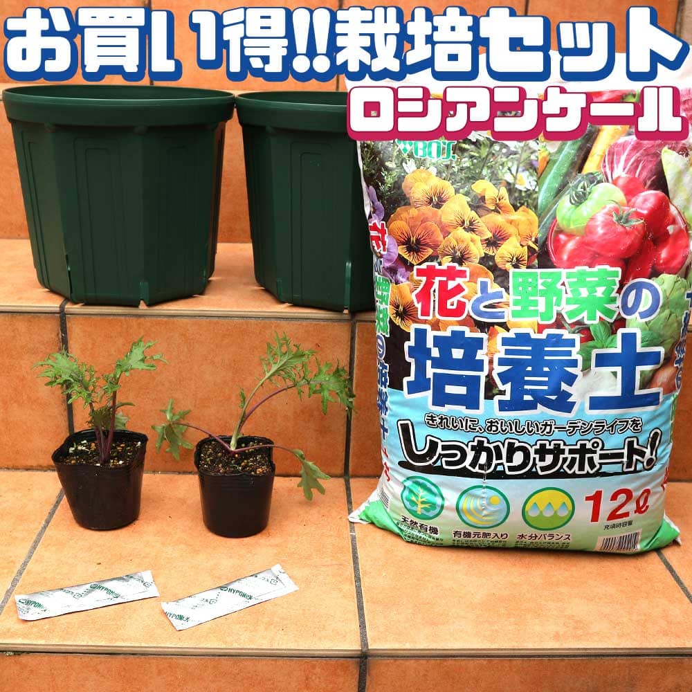 【送料無料】ロシアンケール お買い得！栽培セット【野菜の苗 9cmポット苗 ／お買い得2個セット】栽培セット スターターセット 栽培キット このまま栽培セット 野菜苗 ハーブ苗 家庭菜園 ベランダ ガーデニング