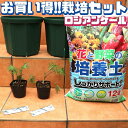 【マラソン中★ポイントUP】ロシアンケール お買い得！栽培セット【野菜の苗 9cmポット苗 ／お買い得2個セット】栽培セット スターターセット 栽培キット このまま栽培セット 野菜苗 ハーブ苗 家庭菜園 ベランダ ガーデニング