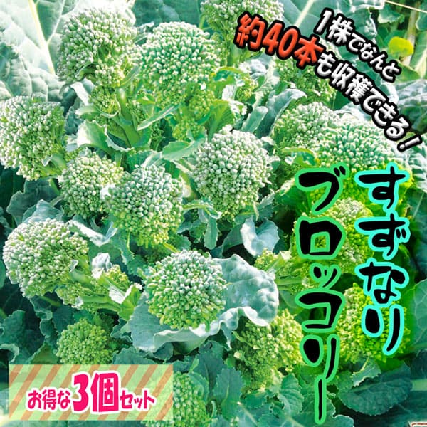 【送料無料】すずなりブロッコリー【野菜苗 9cmポット/3個セット】ブロッコリー苗 ぶろっこりー苗 多収穫 茎ブロッコリー 長期間 ビタミC カロテン 葉 甘味 甘い 大人気 果菜