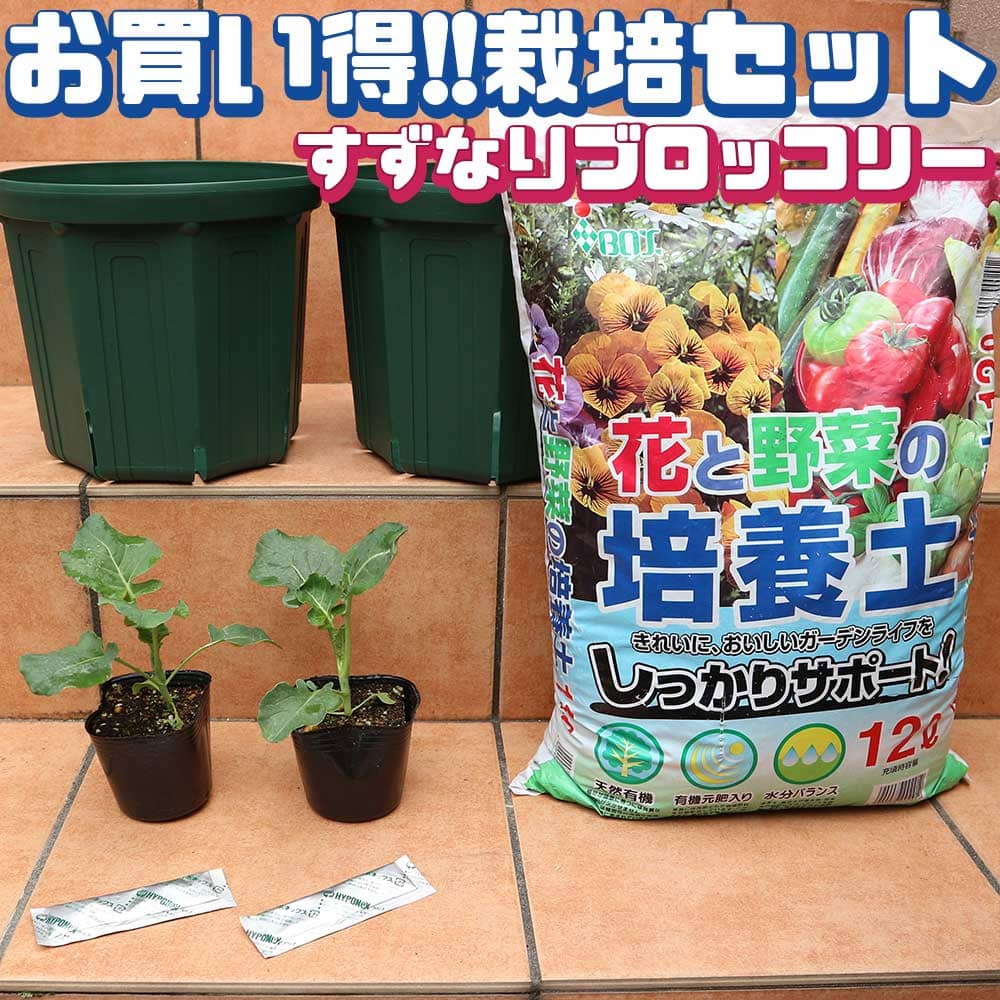 【送料無料】すずなりブロッコリー【野菜の苗 ポットサイズ 実生苗／お買い得2個セット】栽培セット スターターセット 栽培キット このまま栽培セット 野菜苗 ハーブ苗 家庭菜園 ベランダ ガーデニング ボタニカルライフ