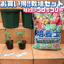 【マラソン中★ポイントUP】味わいブロッコリー お買い得！栽培セット【野菜の苗 9cmポット苗 ／お買い得2個セット】栽培セット スターターセット 栽培キット このまま栽培セット 野菜苗 ハーブ苗 家庭菜園 ベランダ ガーデニング