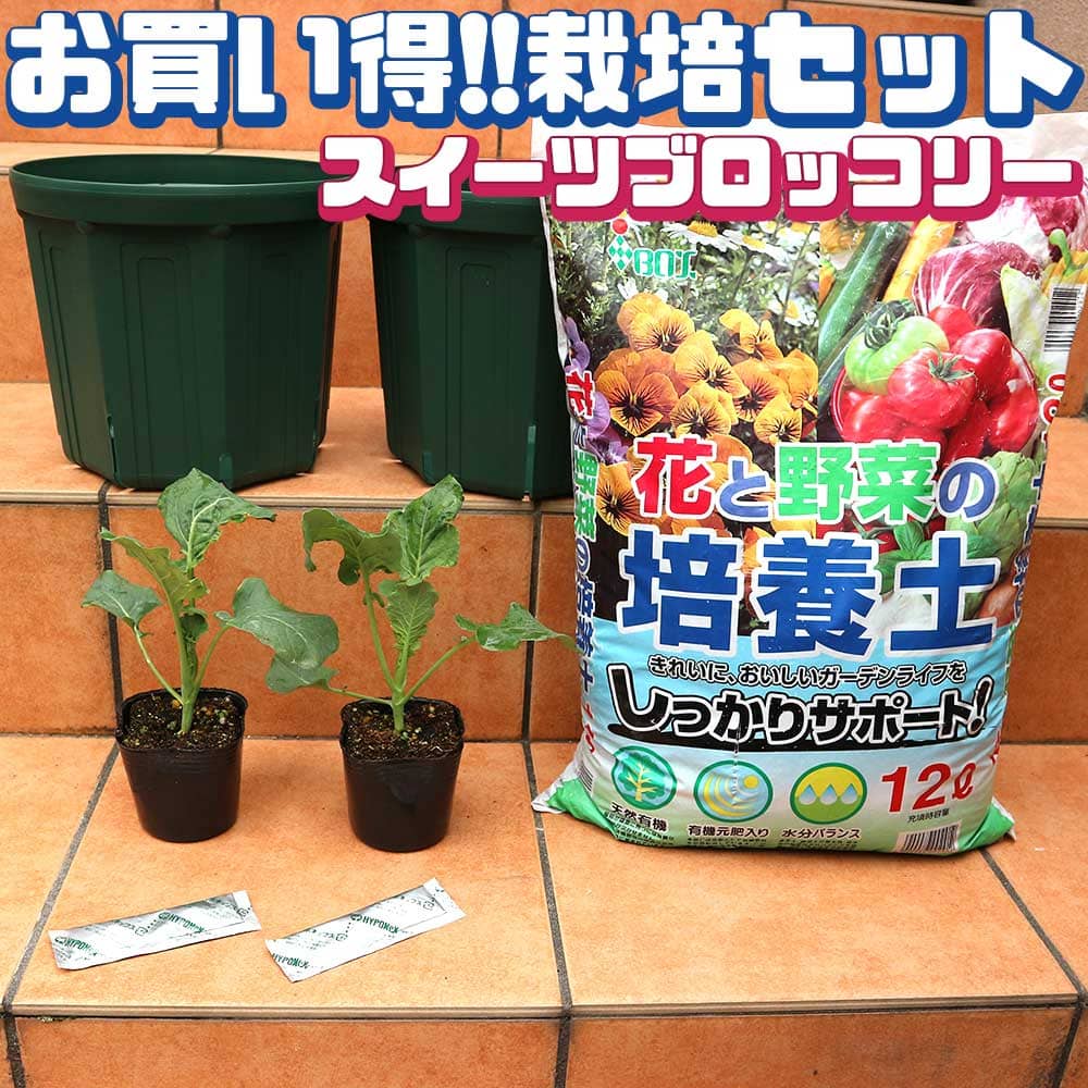 【マラソン中★ポイントUP】スイーツブロッコリー お買い得！栽培セット【野菜の苗 9cmポット苗 ／お買い得2個セット】栽培セット スターターセット 栽培キット このまま栽培セット 野菜苗 ハーブ苗 家庭菜園 ベランダ ガーデニング