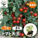 【SS期間全品10%OFF】トマト大王 ( 支柱いらずで楽々多収穫!!NEWタイプミニトマト ) 9cmポット自根苗 ハンギングトマト 野菜苗 ミニトマト苗 みにとまと苗 ベランダ 露地 tomato 送料無料 即納