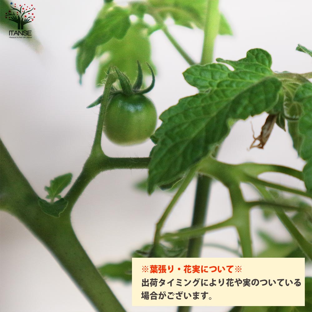 人気 野菜苗 初心者 料理 レシピ ハウス栽培 多収穫 あす楽 ガーデニング 家庭菜園 簡単栽培 鉢植え 庭植え 畑仕事 プチトマト メイクスイーツ ベランダ栽培 ミニトマトの苗 プランター ミニトマト とまと苗 トマト苗 休日 有機栽培 ベランダ菜園 クラウディア 極甘