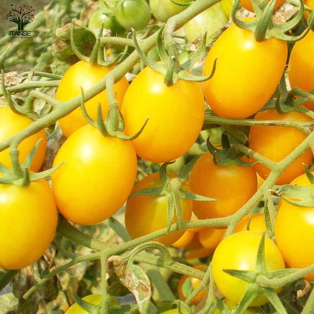 人気 野菜苗 初心者 料理 レシピ ハウス栽培 多収穫 あす楽 ガーデニング 家庭菜園 簡単栽培 鉢植え 庭植え 畑仕事 プチトマト メイクスイーツ ベランダ栽培 ミニトマトの苗 プランター ミニトマト とまと苗 トマト苗 休日 有機栽培 ベランダ菜園 クラウディア 極甘