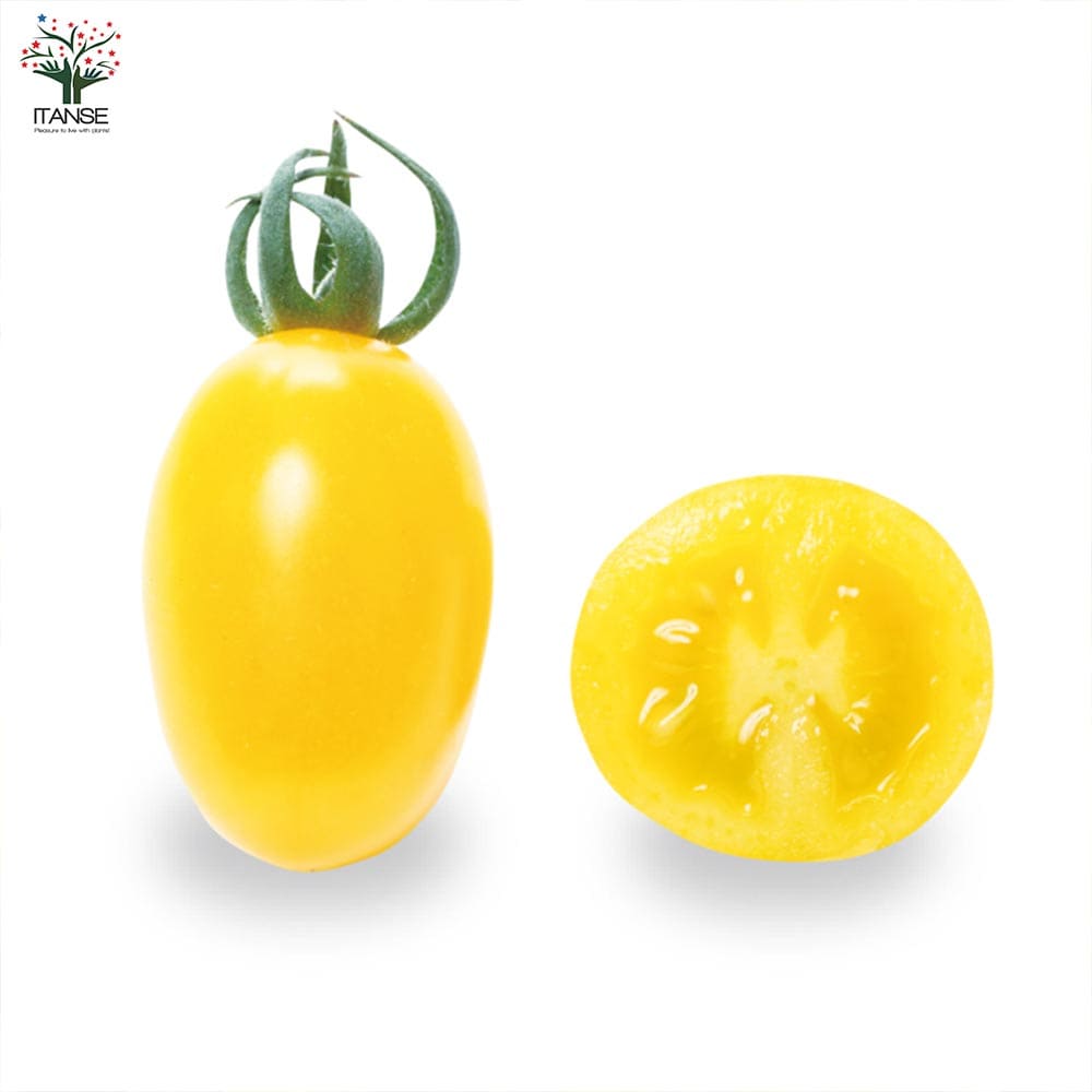 人気 野菜苗 初心者 料理 レシピ ハウス栽培 多収穫 あす楽 ガーデニング 家庭菜園 簡単栽培 鉢植え 庭植え 畑仕事 プチトマト メイクスイーツ ベランダ栽培 ミニトマトの苗 プランター ミニトマト とまと苗 トマト苗 休日 有機栽培 ベランダ菜園 クラウディア 極甘