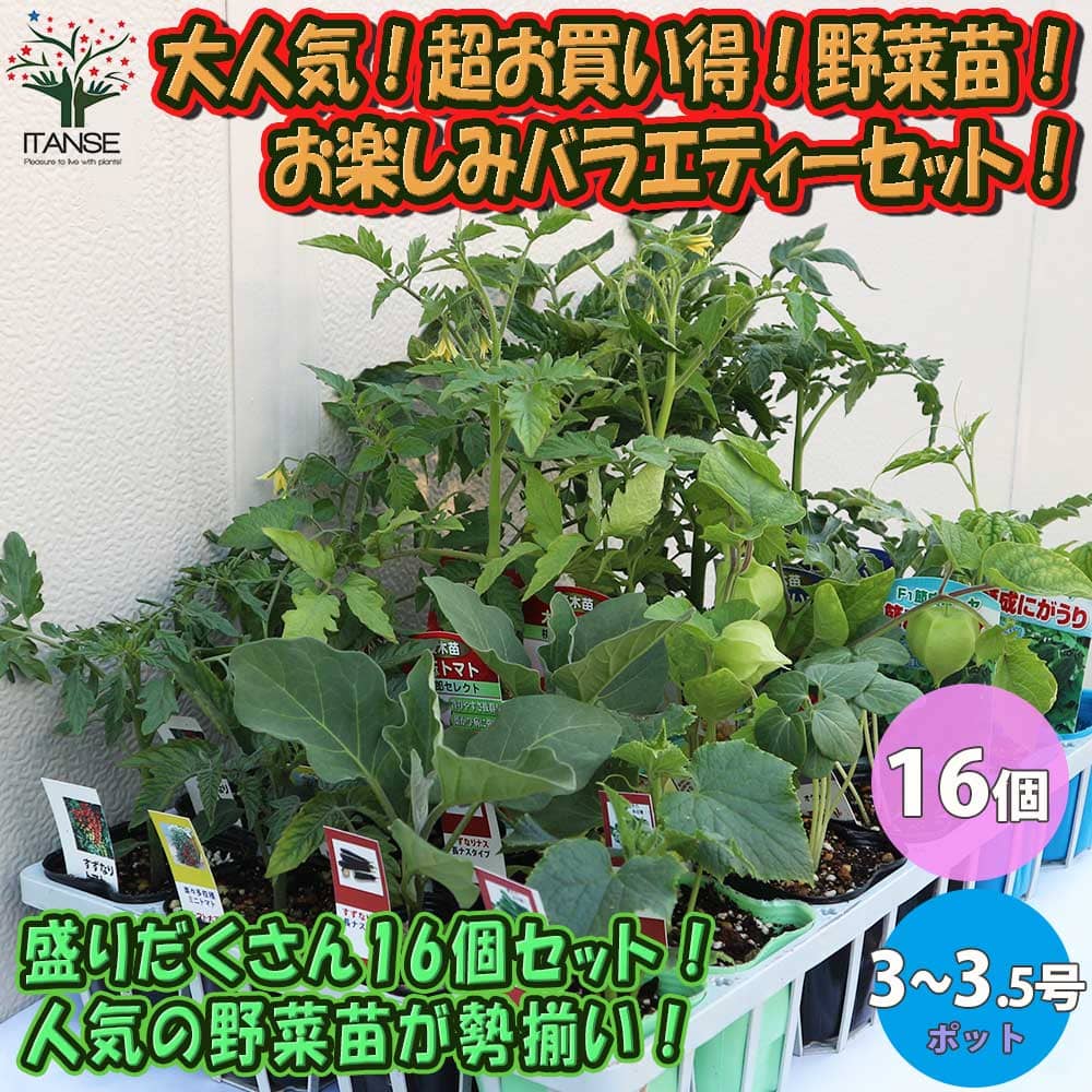 【マラソン中★ポイントUP】野菜苗お楽しみバラエティーセット【野菜の苗 9～10.5cm／お買い得16個セット】トマト苗5ポット、ナス苗2ポット、キュウリ苗2ポット、ピーマン苗2ポットは必ず入るセット！※ナス・キュウリは9月末までの出荷。品種の指定不可。