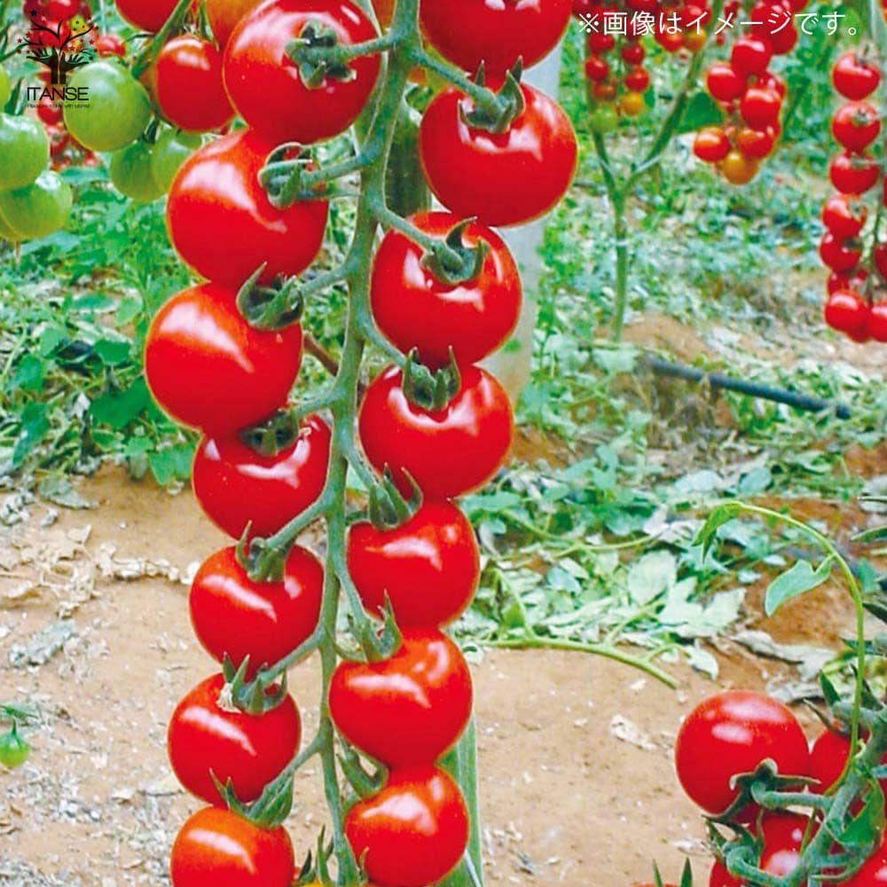人気 野菜苗 春野菜 夏野菜 春植え 夏植え 自根苗 苗 料理 サラダ 品種ガーデニング 家庭菜園 新品 本物 当店在庫だから安心 簡単栽培 鉢植え プチトマト苗 薄皮ミニトマト 新食感 ベランダ ミニトマト苗 庭植え プランター 黄色実 プチぷよ 赤実 みにとまと苗 各8