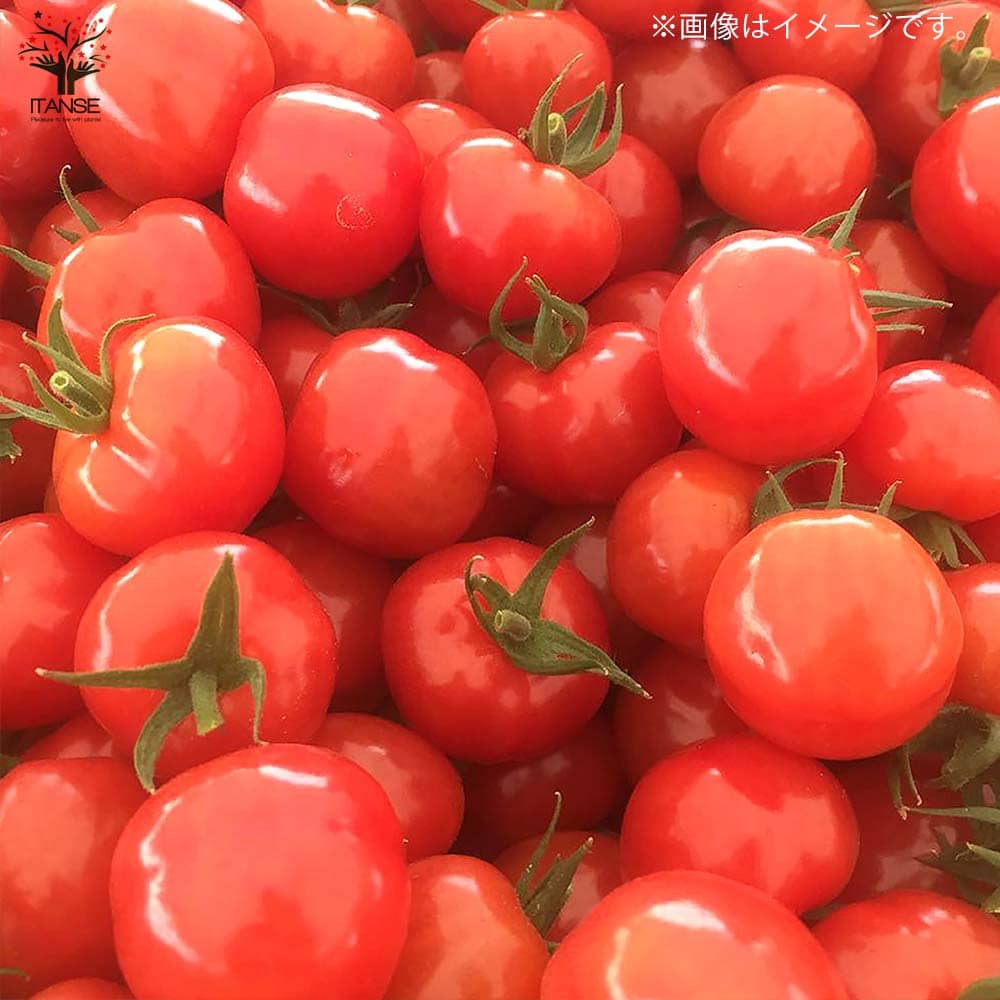 人気 野菜苗 春野菜 夏野菜 春植え 夏植え 自根苗 苗 料理 サラダ 即納 品種ガーデニング 家庭菜園 簡単栽培 鉢植え 赤実 2色セット みにとまと苗 ミニトマト苗 新食感 各1個 プチぷよ 庭植え プチトマト苗 ベランダ プランター 黄色実 薄皮ミニトマト