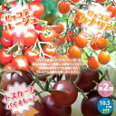 【送料無料】極甘ピッコラルージュ ピッコラカナリア トスカーナバイオレット各2個/合計6個セット ミニトマトの苗【10.5cmポット 自根苗】野菜苗 ミニトマト苗 家庭菜園 ガーデニング ベランダ 露地栽培 簡単栽培 鉢植え プランター