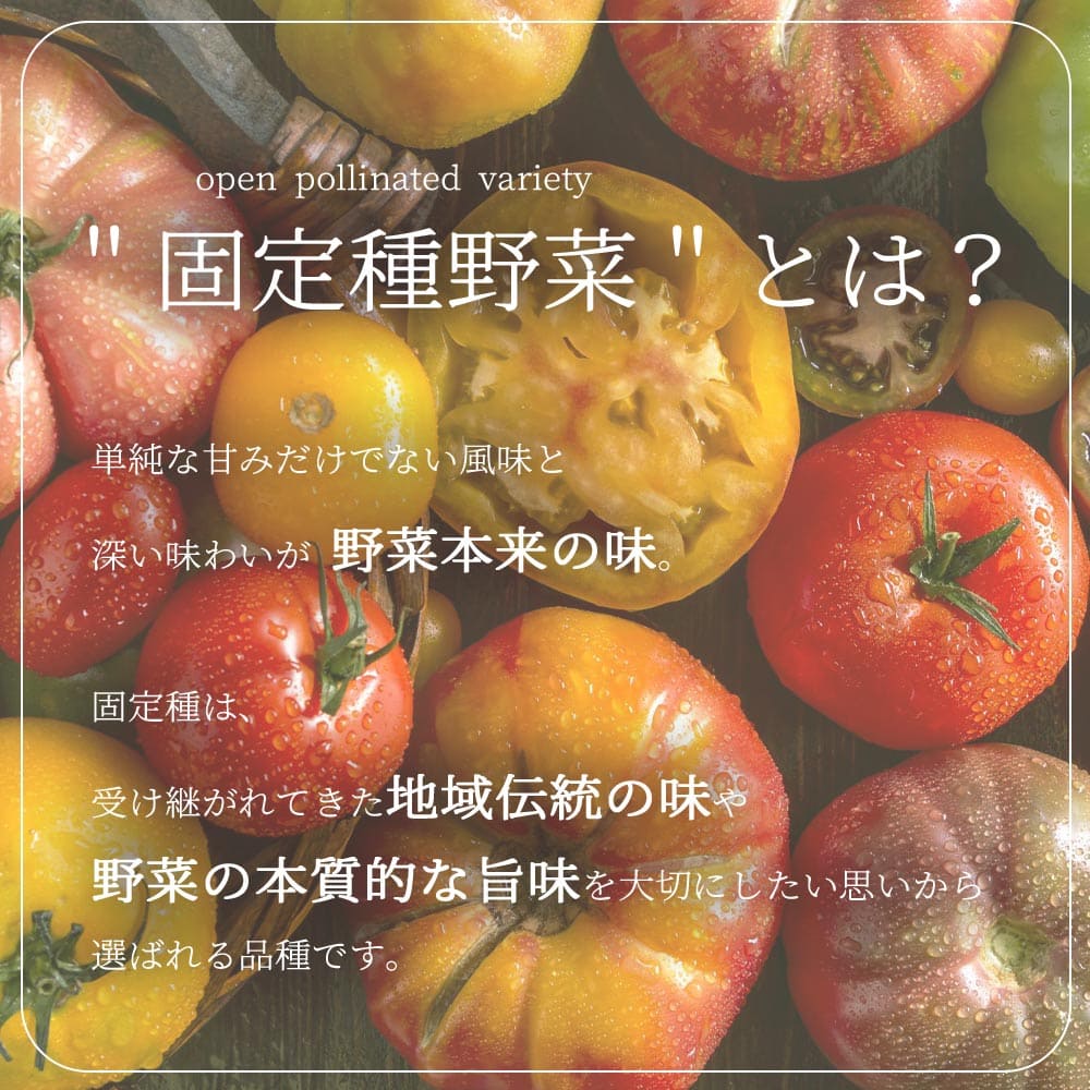 人気 野菜苗 初心者 料理 レシピ ハウス栽培 多収穫 あす楽 ガーデニング 家庭菜園 簡単栽培 鉢植え ベランダ 人気沸騰 露地栽培 地植え プランター カラフル4品種各2個 大玉トマト 合計8個セット 庭植え トマト苗 中玉トマト 固定種の美味しいトマトの苗10 5cmポット 人気 野菜苗 初心者 料理 レシピ ハウス栽培 多収穫 あす楽 ガーデニング 家庭菜園 簡単栽培 鉢植え ベランダ 人気沸騰 露地栽培 地植え プランター カラフル4品種各2個 大玉トマト 合計8個セット 庭植え トマト苗 中玉トマト 固定種の美味しいトマトの苗10 5cmポット