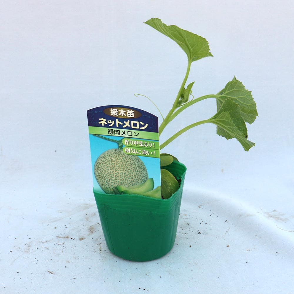 人気 野菜苗 めろん苗 メロン苗 舐瓜 収穫 春野菜 夏野菜 初心者 果樹苗 果物 高級ガーデニング 家庭菜園 簡単栽培 ウリ科 新作販売 接ぎ木苗 ベランダ プランター ガーデニング 果実 品種 クラリス 露地栽培 庭植え めろん Melon ネットメロン緑肉 鉢植え