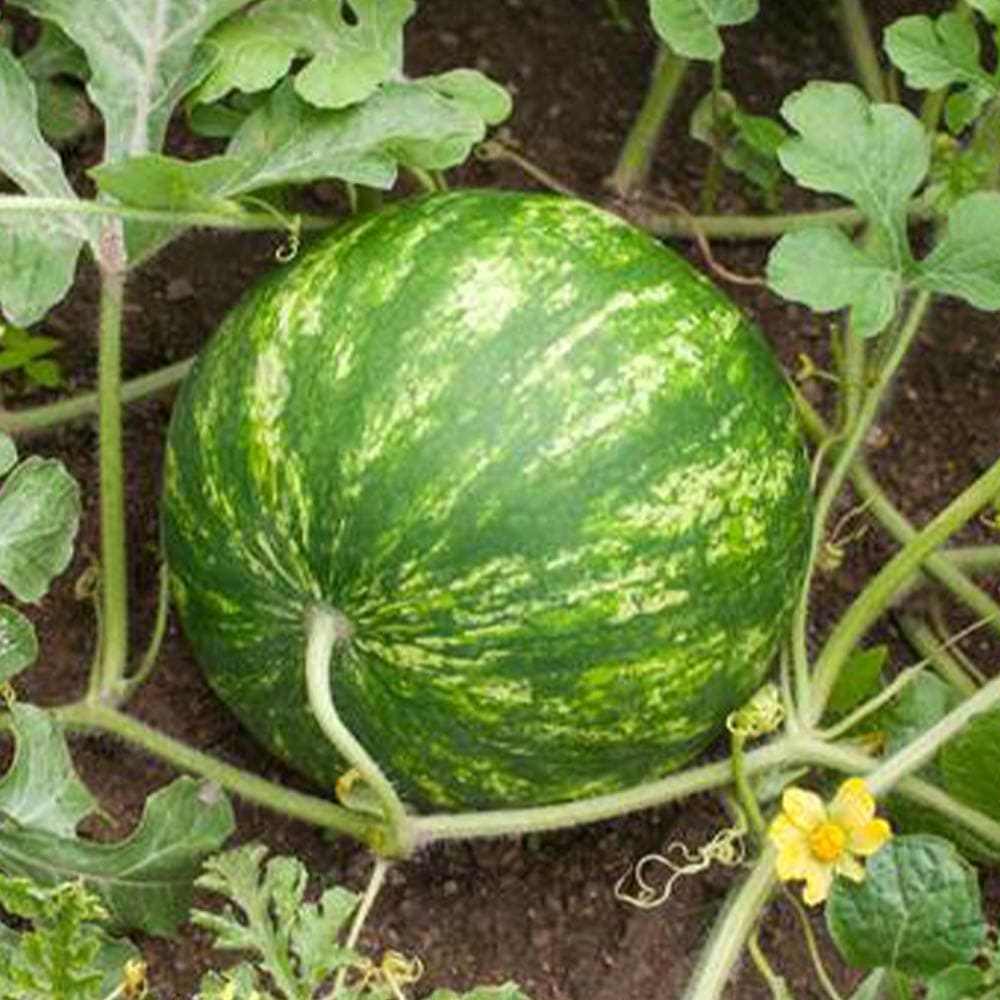 春野菜 夏野菜 春植え 夏植え 自根苗 苗 料理 サラダ 人気 品種 送料無料ガーデニング 家庭菜園 簡単栽培 鉢植え 庭植え 果樹苗 プランター ベランダ 甘い ピノ すいか苗 かわいい 西瓜苗 露地栽培 ウリ科 野菜苗 ガール スイカ苗 小玉スイカ 送料無料 春野菜 夏野菜 春植え 夏植え 自根苗 苗 料理 サラダ 人気 品種 送料無料ガーデニング 家庭菜園 簡単栽培 鉢植え 庭植え 果樹苗 プランター ベランダ 甘い ピノ すいか苗 かわいい 西瓜苗 露地栽培 ウリ科 野菜苗 ガール スイカ苗 小玉スイカ 送料無料