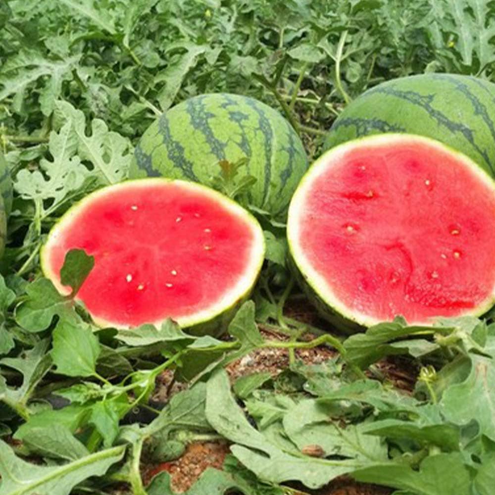 春野菜 夏野菜 春植え 夏植え 自根苗 苗 料理 サラダ 人気 品種 送料無料ガーデニング 家庭菜園 簡単栽培 鉢植え 庭植え 果樹苗 プランター ベランダ 甘い ピノ すいか苗 かわいい 西瓜苗 露地栽培 ウリ科 野菜苗 ガール スイカ苗 小玉スイカ 送料無料 春野菜 夏野菜 春植え 夏植え 自根苗 苗 料理 サラダ 人気 品種 送料無料ガーデニング 家庭菜園 簡単栽培 鉢植え 庭植え 果樹苗 プランター ベランダ 甘い ピノ すいか苗 かわいい 西瓜苗 露地栽培 ウリ科 野菜苗 ガール スイカ苗 小玉スイカ 送料無料