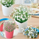 【マラソンSALE】【送料無料】ふんわり かすみ草 栽培セット GD-1021 園芸 キット ガーデニング プレゼント ギフト 贈り物 インテリアグリーン 花 ...