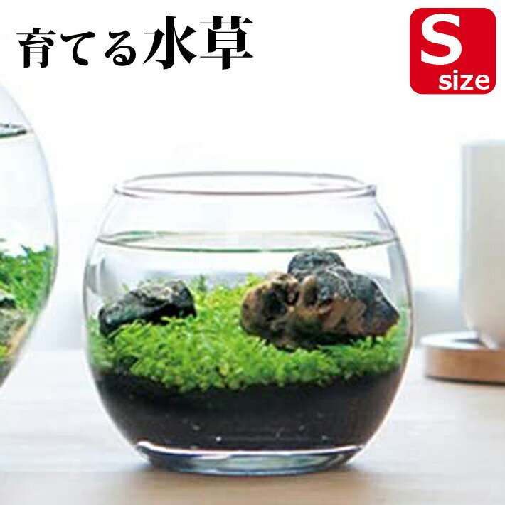 【送料無料】育てる 水草 Sサイズ GD-812 栽培セット キット ガラス鉢 アクアリウム 水槽 プレゼント ギフト 贈り物 母の日 父の日 敬老の日 観葉植物 コケ 箱庭 ミニチュア 1