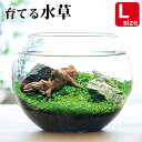 【マラソンSALE】【送料無料】育てる 水草 Lサイズ GD-813 栽培セット キット ガラス鉢 アクアリウム 水槽 プレゼント ギフト 贈り物 母の日 父の...