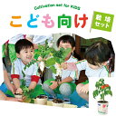 【マラソンSALE】【送料無料】すくすく 栽培セット BOX GD-947 園芸 キット ガーデニング プレゼント ギフト 贈り物 宿題 春休み 夏休み 観察 ...