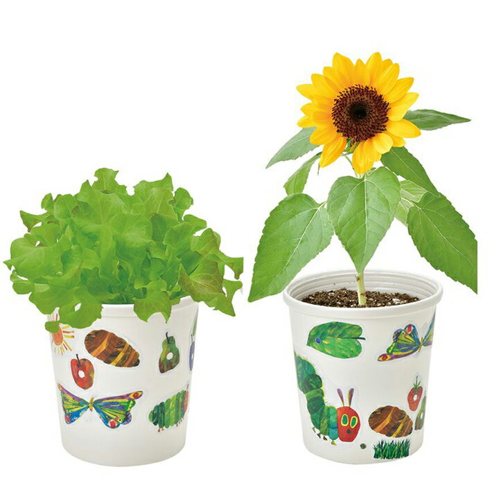 ������̵����4�ĥ��å� �Ϥ�ڤ������ष �ڥ��ڥ��������������ݥ��å� BOX HP-01 ��� ���å� �����ǥ˥� �ץ쥼��� ���ե� £��ʪ ����� ����� ��Ϸ���� ���տ�ʪ �ȥޥ� �纬 �쥿�� �ҥޥ�� ��� �� ����