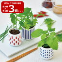 【マラソンSALE】【送料無料】3個セット 全3種 各1個 おちょこで薬味 栽培セット GD-890 園芸 キット ガーデニング プレゼント ギフト 贈り物 観...