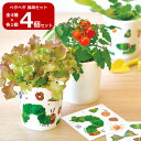 【送料無料】4個セット はらぺこあおむし ペタペタ&すくすく栽培セット BOX HP-01 園芸 キット ガーデニング プレゼント ギフト 贈り物 母の日 父の...