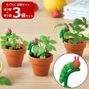 【マラソンSALE】【送料無料】3個セット はらぺこあおむし もぐもぐガーデン栽培セット HP-04 園芸 キット ガーデニング プレゼント ギフト 贈り物 春...