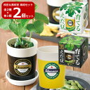 【送料無料】枝豆&黒枝豆 2個セット えだまめ 栽培セット GD-979 園芸 キット ガーデニング プレゼント ギフト 贈り物 宿題 春休み 夏休み 観察 自...