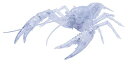 フジミ模型 自由研究シリーズ No.24 EX-3 いきもの編 アメリカザリガニ(透明)自由研究24EX-3