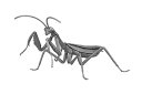 自由研究シリーズNo.23 EX-4 いきもの編 オオカマキリ (メタリックシルバー) プラモデル